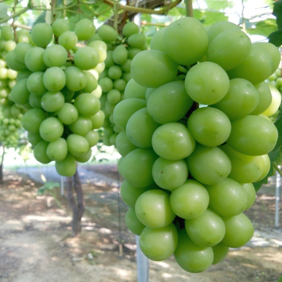 たたらみねらるシャインマスカット 2kg以上（3～4房）（三越伊勢丹選定）